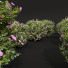 Büsche Neue pflanze hochdetailliert zistrose albidus blume - Pandora-land