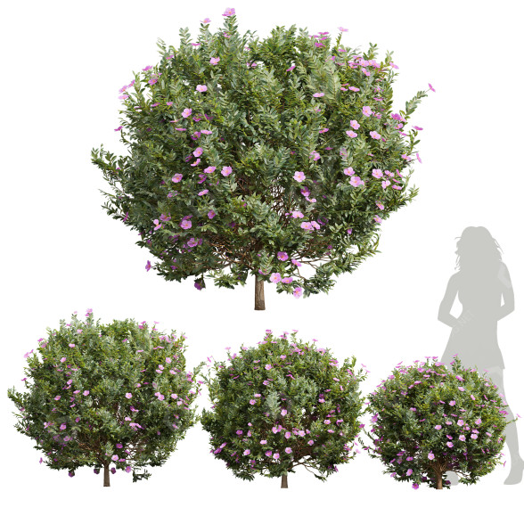 Büsche Neue pflanze hochdetailliert zistrose albidus blume 3D-Modell