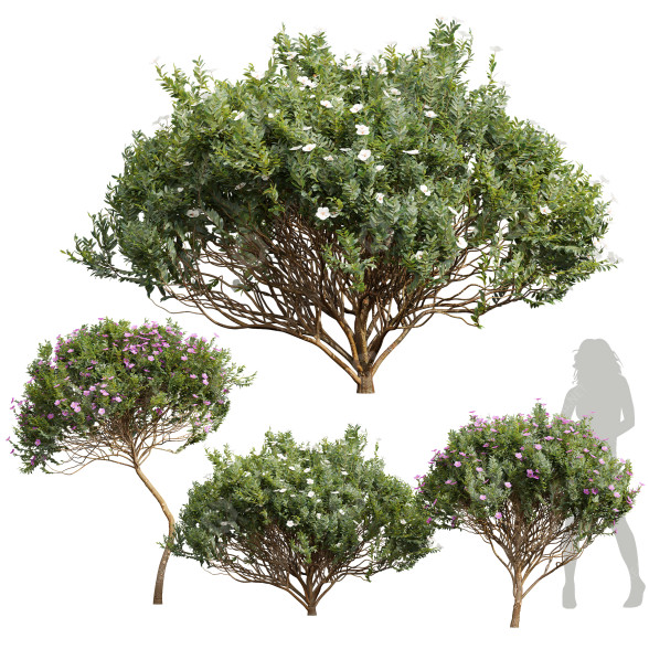 Büsche Neue pflanze hochdetailliert zistrose albidus dekorativ 3D-Modell