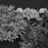 Büsche Neue pflanze hochdetailliert zistrose albidus weiß - Pandora-land