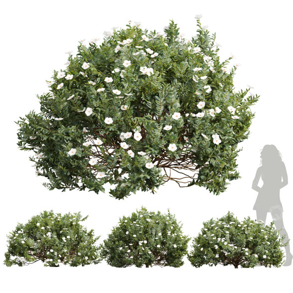 Büsche Neue pflanze hochdetailliert zistrose albidus weiß 3D-Modell