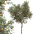 Árboles Nueva planta alta definición citrus dancy mandarina tangerina - Pandora-land