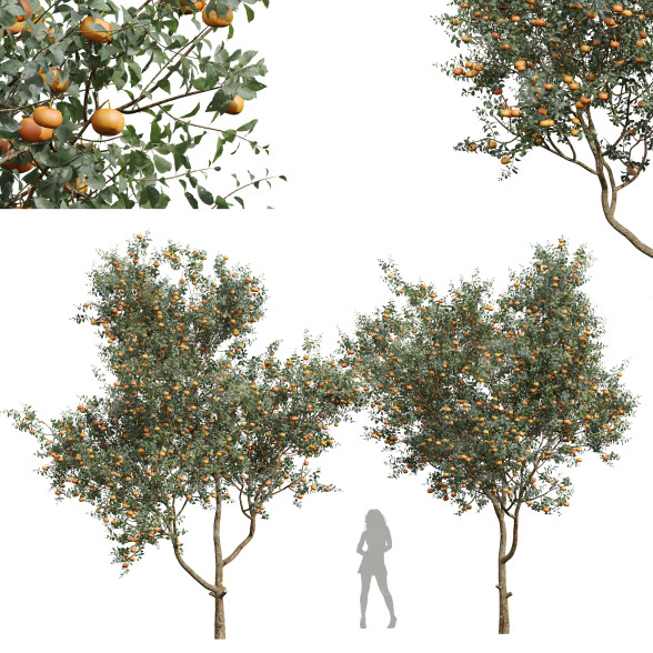 Árboles Nueva planta alta definición citrus dancy mandarina tangerina Modelo 3D