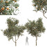 Árboles Nueva planta alta definición citrus dancy mandarina tangerina - Pandora-land
