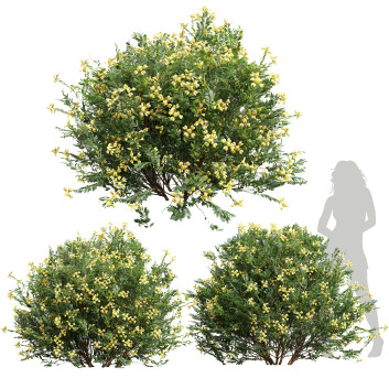 Büsche Neue pflanze coronilla valentina glauca  3D-Modell