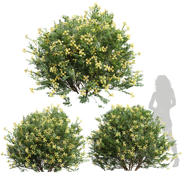 Büsche Neue pflanze coronilla valentina glauca 3D-Modell