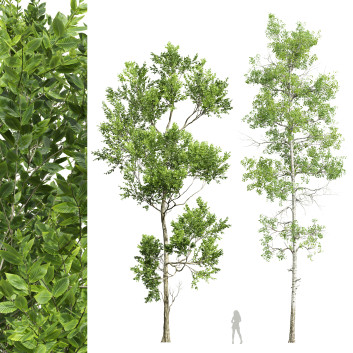 Bäume  Rotbuche und Zitterpappel 3D-Modell