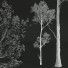 Bäume Rotbuche und Zitterpappel - Pandora-land