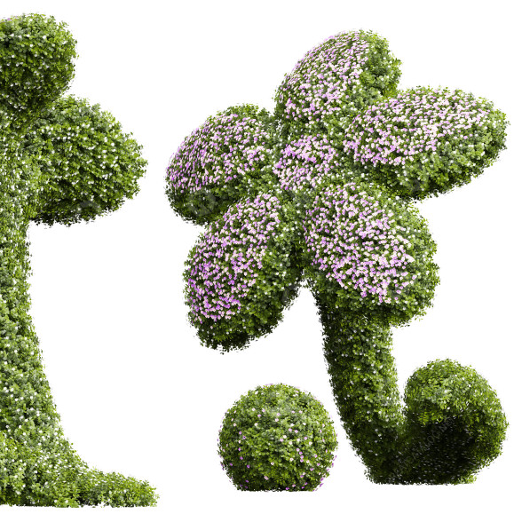 Krzew ozdobny New Plant Bacopa Diffusa Sutera model 3D