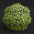 Dekorative Sträucher Neue pflanze hochdetailliert bacopa diffusa sutera 02 - Pandora-land