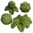 Dekorative Sträucher Neue pflanze hochdetailliert bacopa diffusa sutera 02 - Pandora-land
