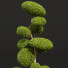 Baum Neue pflanze ficus concinna bonsai 02 - Pandora-land