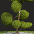 Baum Neue pflanze ficus concinna bonsai 02 - Pandora-land