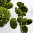 Baum Neue pflanze ficus concinna bonsai 02 - Pandora-land