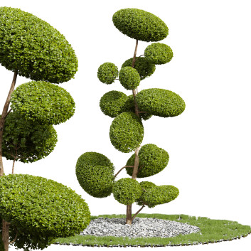 Baum Neue pflanze ficus concinna bonsai 02