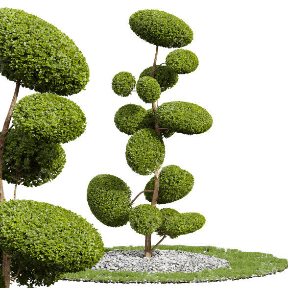 Baum Neue pflanze ficus concinna bonsai 02 3D-Modell