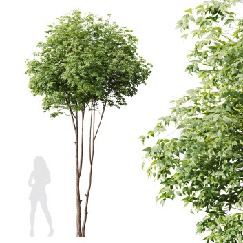 Baum  HQ Pflanzen Esche 3D-Modell