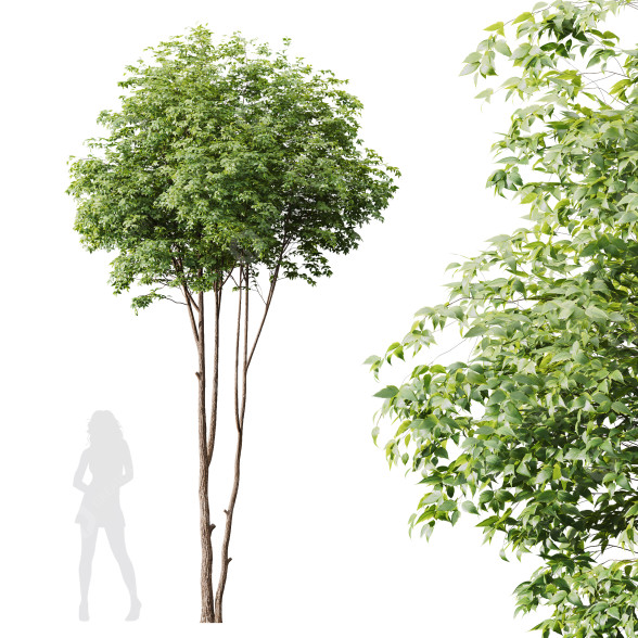 Baum HQ Pflanzen Esche 3D-Modell