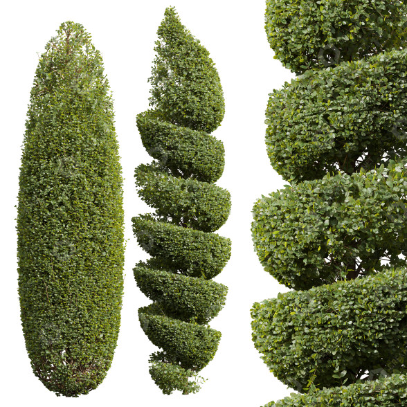 Trees New Plant Ficus Concinna Bonsai Pruned 03 3D model
