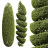 Trees New Plant Ficus Concinna Bonsai Pruned 03 - Pandora-land