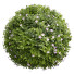 Büsche Sutera Bacopa Diffusa Kugel - Pandora-land