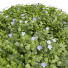 Büsche Sutera Bacopa Diffusa Kugel - Pandora-land