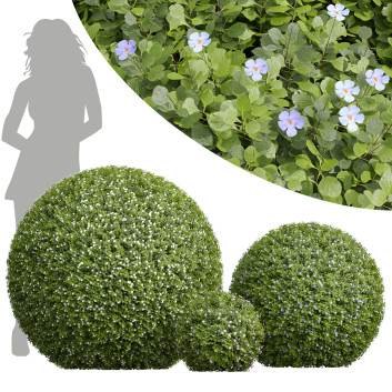 Büsche Sutera Bacopa Diffusa Kugel
