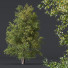 Baum HQ Pflanzen Schwarzerle - Pandora-land