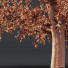 Baum HQ Pflanzen Schwarzerle - Pandora-land