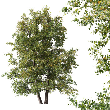 Baum  HQ Pflanzen Schwarzerle 3D-Modell