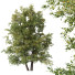 Baum HQ Pflanzen Schwarzerle - Pandora-land