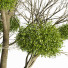 Baum Mit Mistelzweig - Levitskiy_Igor