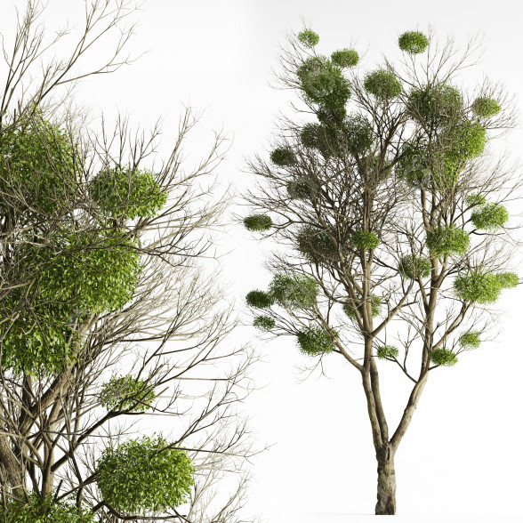 Baum Mit Mistelzweig 3D-Modell