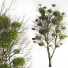Baum Mit Mistelzweig - Levitskiy_Igor