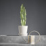 Cactus In Pot - vizz.n3d
