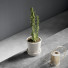 Cactus In Pot - vizz.n3d
