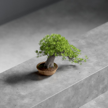 Bonsái Pine Modelo 3D