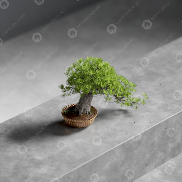 Бонсай Pine 3D модель