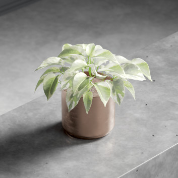 Bouquet Plant in Pot