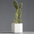 Cactus In Vase - vizz.n3d