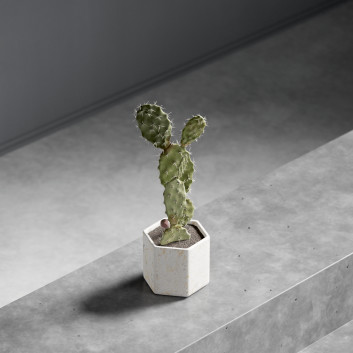 Cactus In Vase 3D model