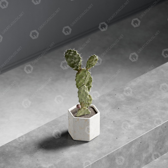 Cactus In Vase Modelo 3D