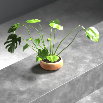 Roślina doniczkowa Plant and Moss in Pot