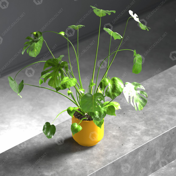 Roślina doniczkowa Monstera model 3D