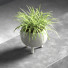 Topfpflanze Fern - vizz.n3d
