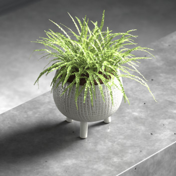 Topfpflanze Fern