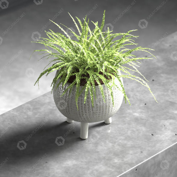 Topfpflanze Fern 3D-Modell