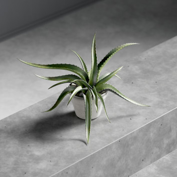 Potted Plant Aloe 3D model