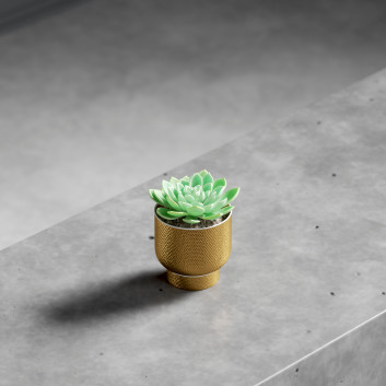 Potted Plant Echeveria  3D model