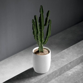 Cactus Euphorbia in Pot 3D model